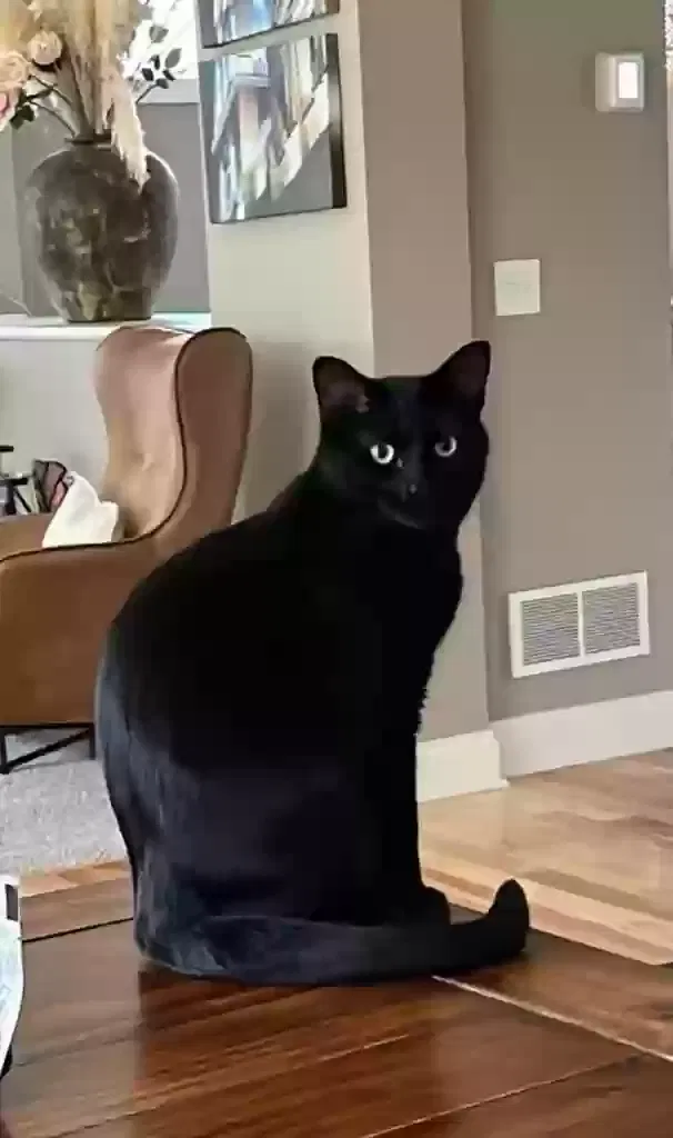 Lost cat in Minneapolis, MN, 55446