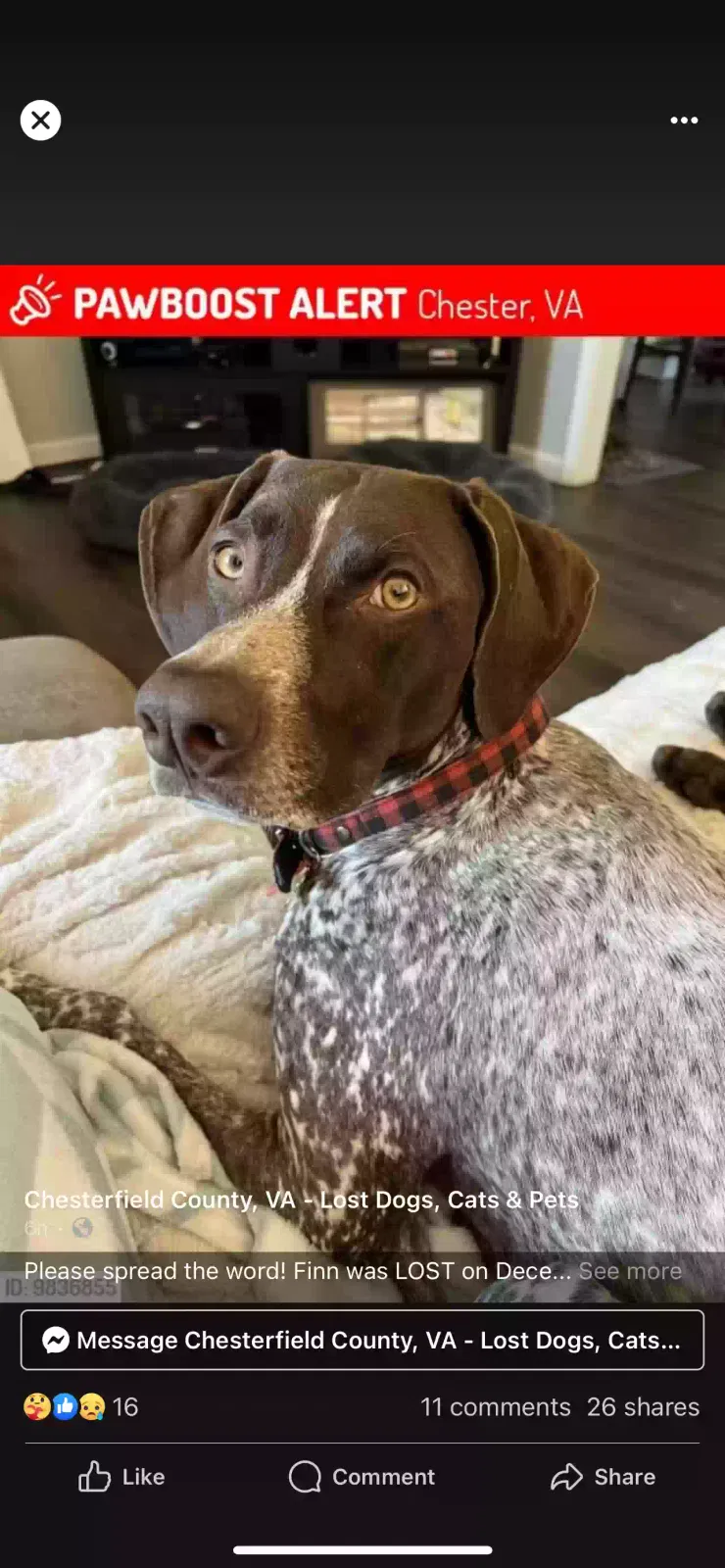 Lost dog in Chester, VA, 23836