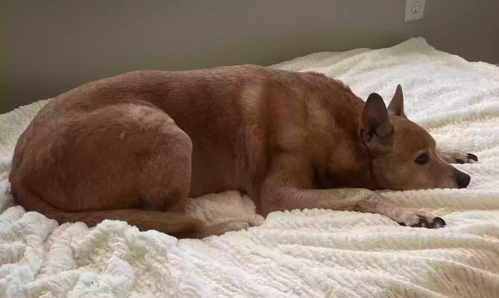 Lost dog in Charlotte, NC, 28213
