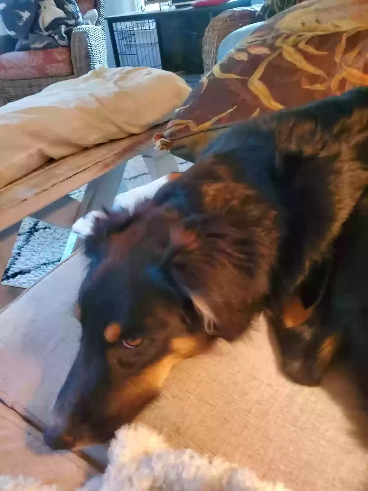 Lost dog in Tecumseh, MO, 65760