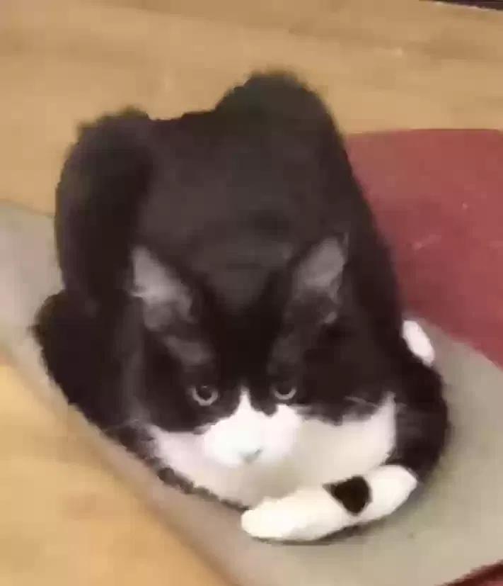 Lost cat in Santa Fe, NM, 87507