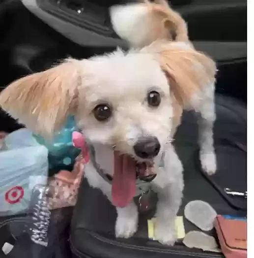 Lost dog in Columbiana, OH, 44408