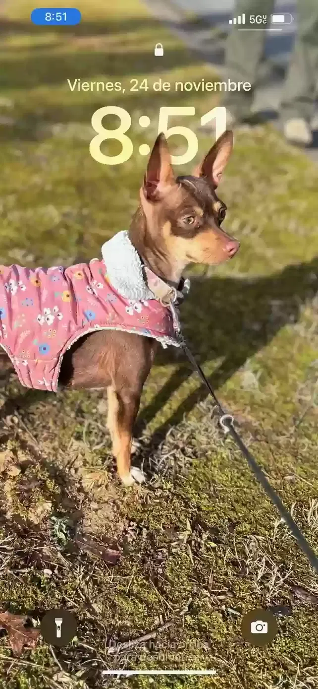 Lost dog in Birmingham, AL, 35243