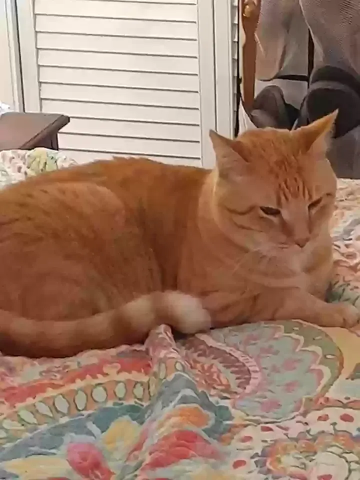 Lost cat in Norfolk, VA, 23503