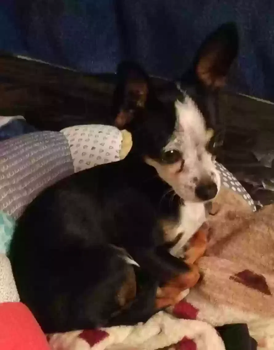 Lost dog in Ballico, CA, 95303