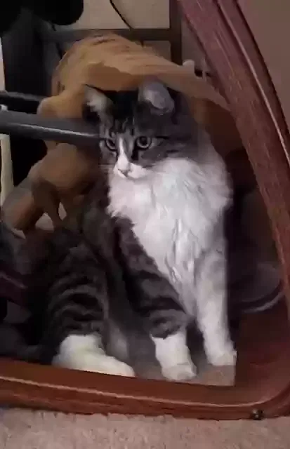 Lost cat in Amado, AZ, 85645
