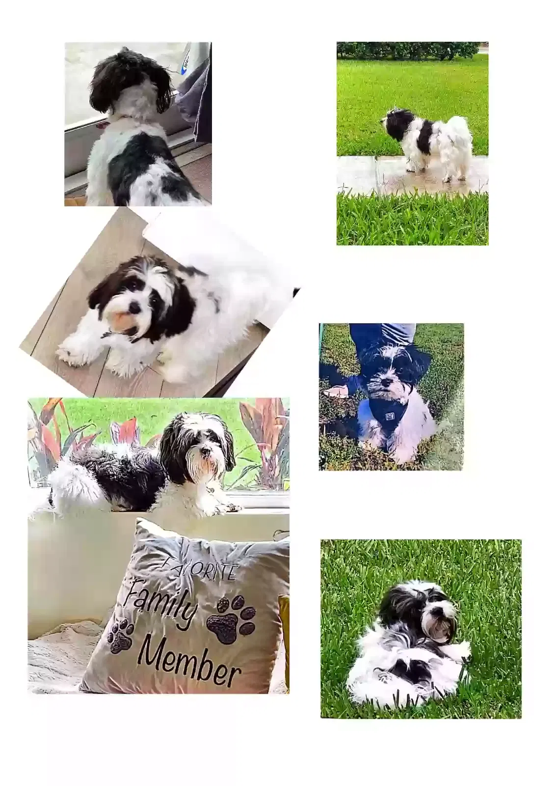 Lost dog in Miami, FL, 33187