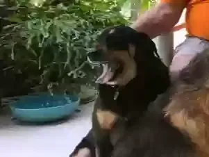 Lost dog in Deltona, FL, 32725
