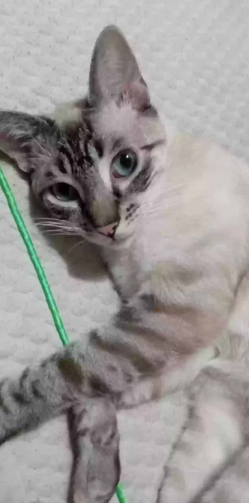 Lost cat in Gulfport, MS, 39507