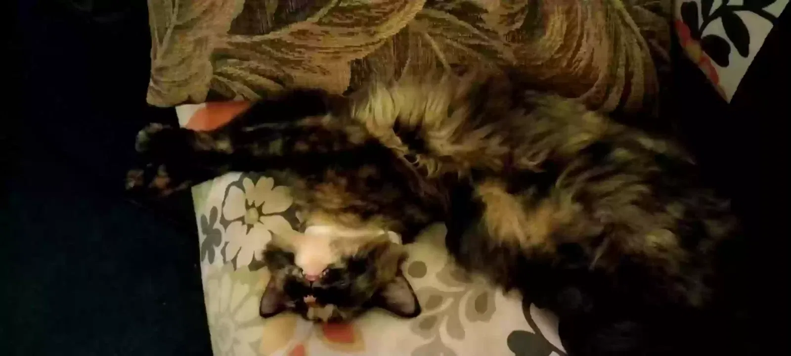 Lost cat in Tulsa, OK, 74134
