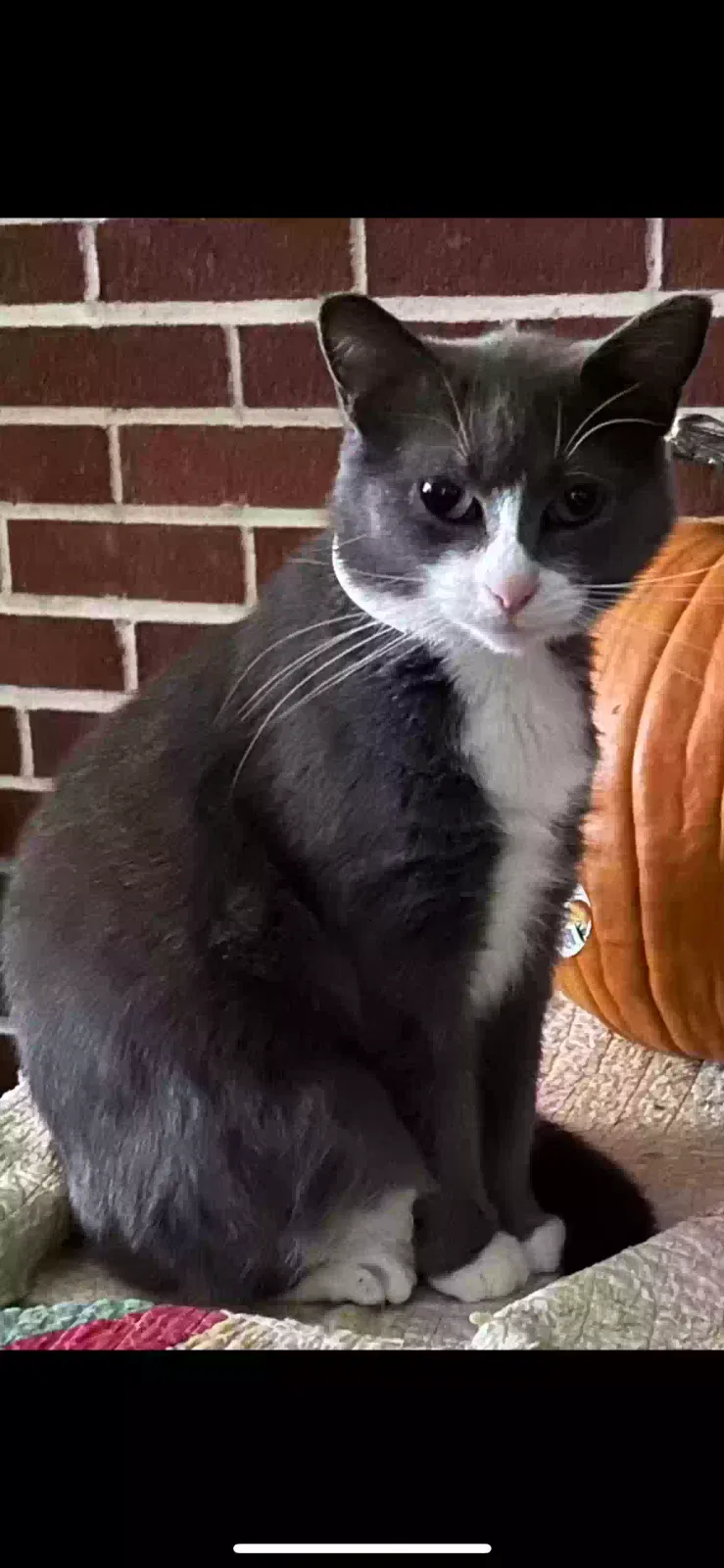 Lost cat in Bowling Green, KY, 42101
