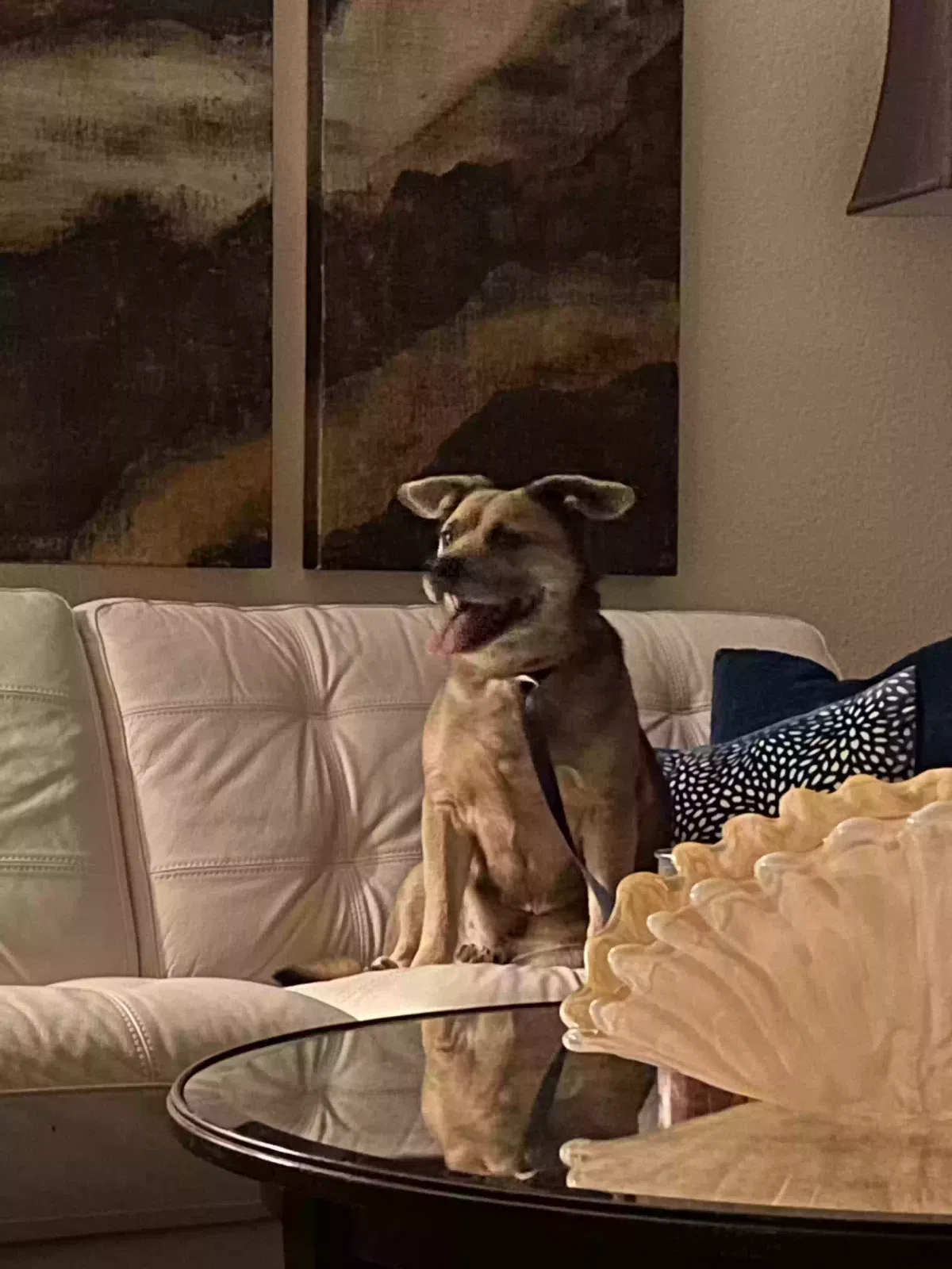 Found dog in Mckinney, TX, 75070