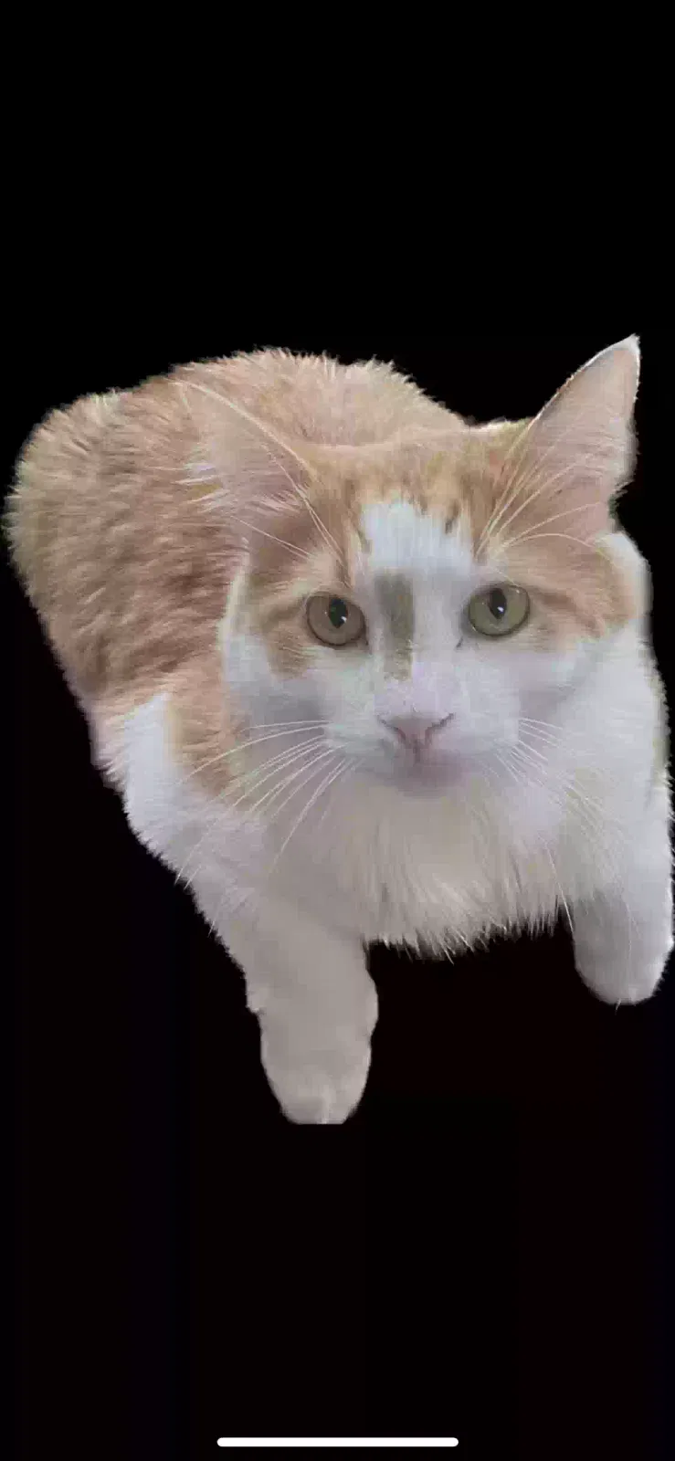 Lost cat in Orlando, FL, 32839