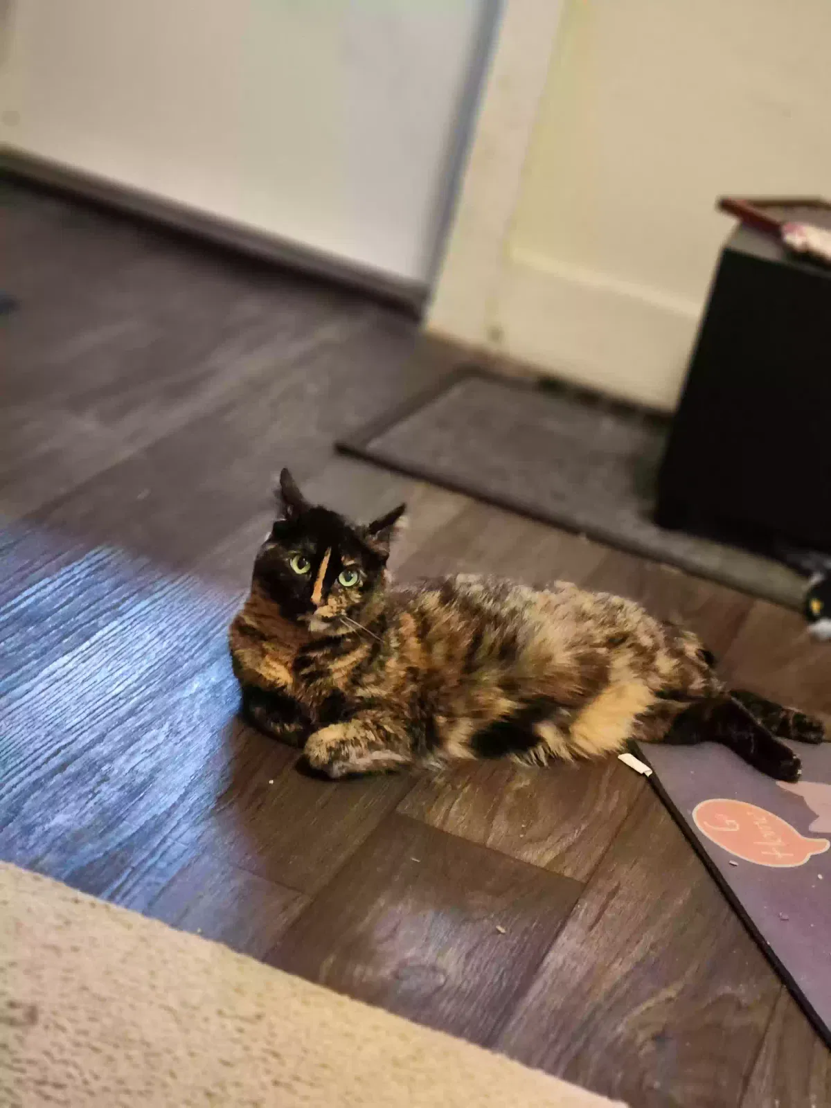 Lost cat in Milwaukee, WI, 53215