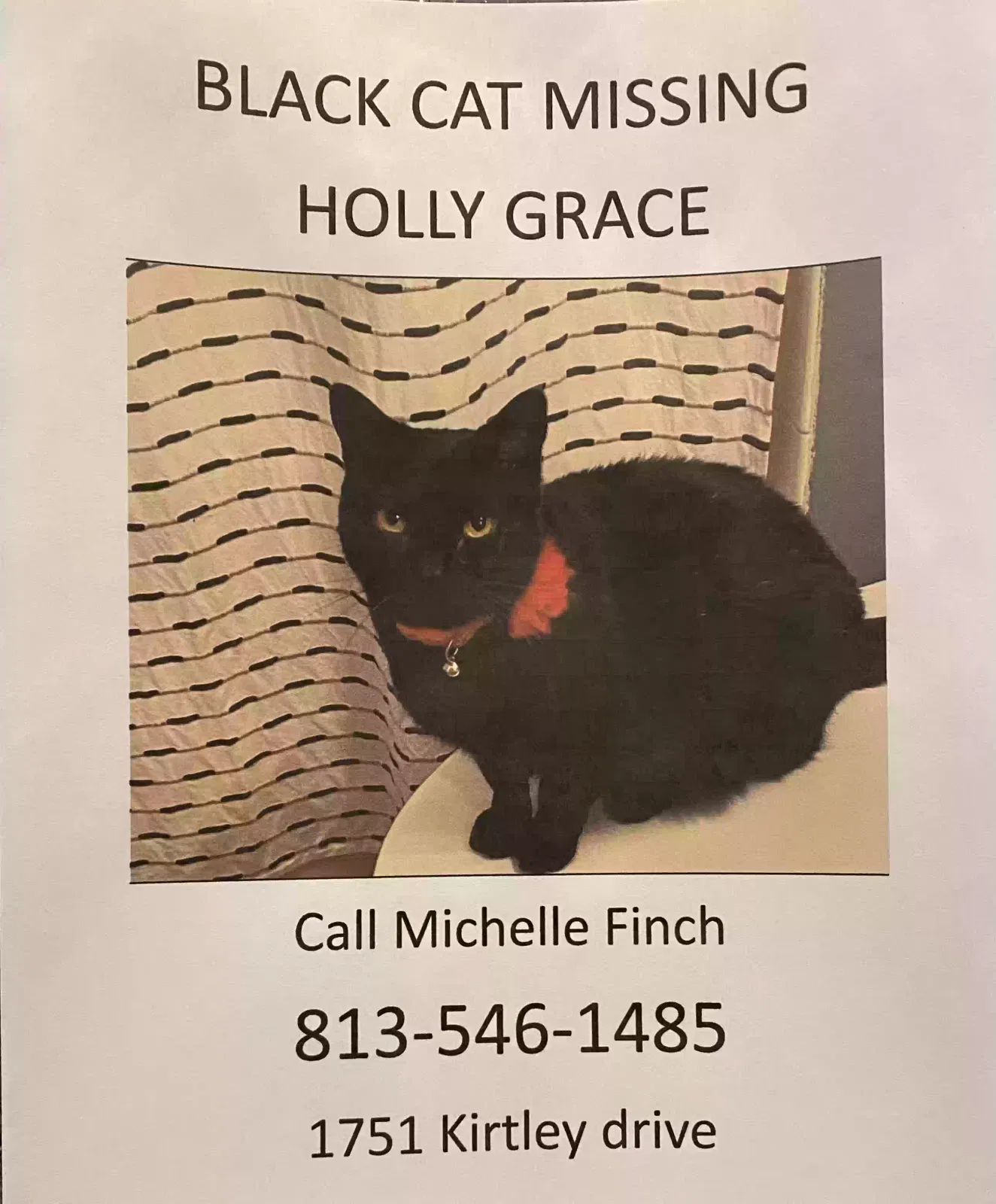 Lost cat in Brandon, FL, 33511