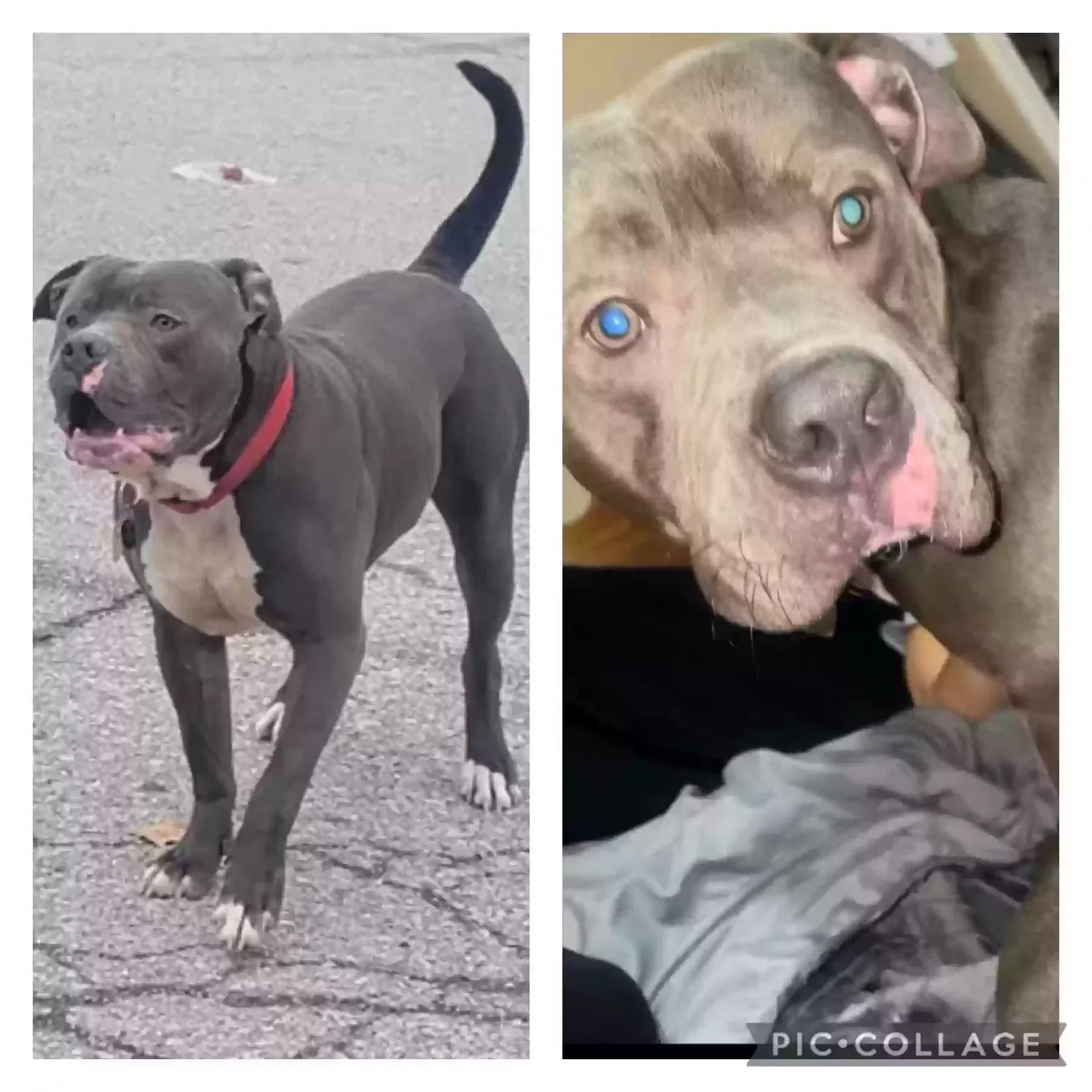 Lost dog in Indianapolis, IN, 46241