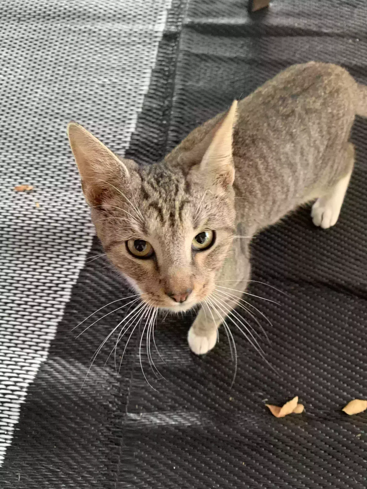 Found cat in Pharr, TX, 78577