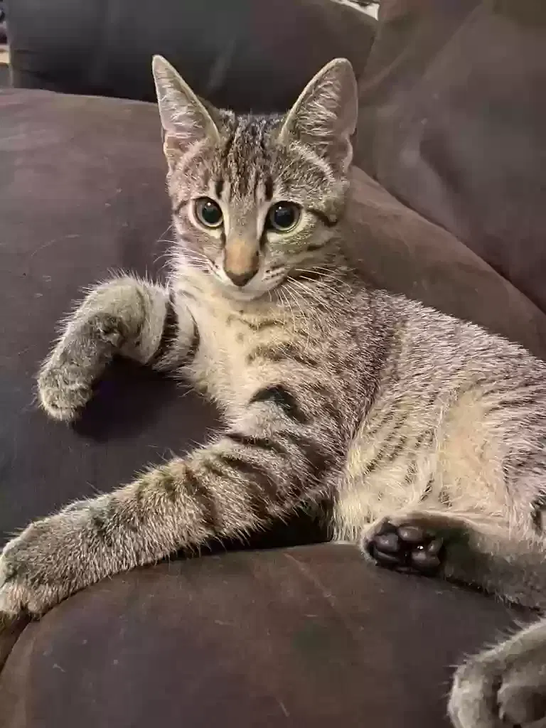 Lost cat in San Diego, CA, 92102