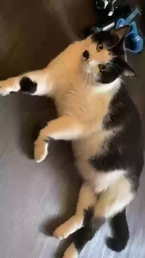 Lost cat in Puyallup, WA, 98373