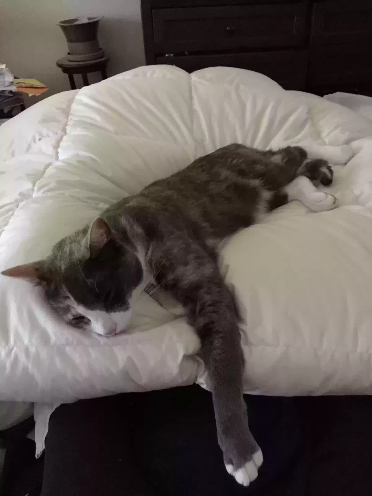 Lost cat in San Carlos, CA, 94070