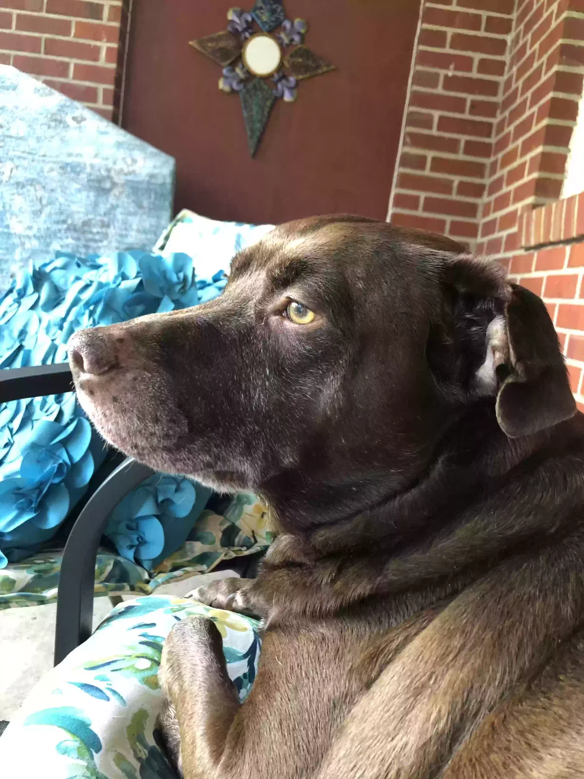 Lost dog in Pensacola, FL, 32506