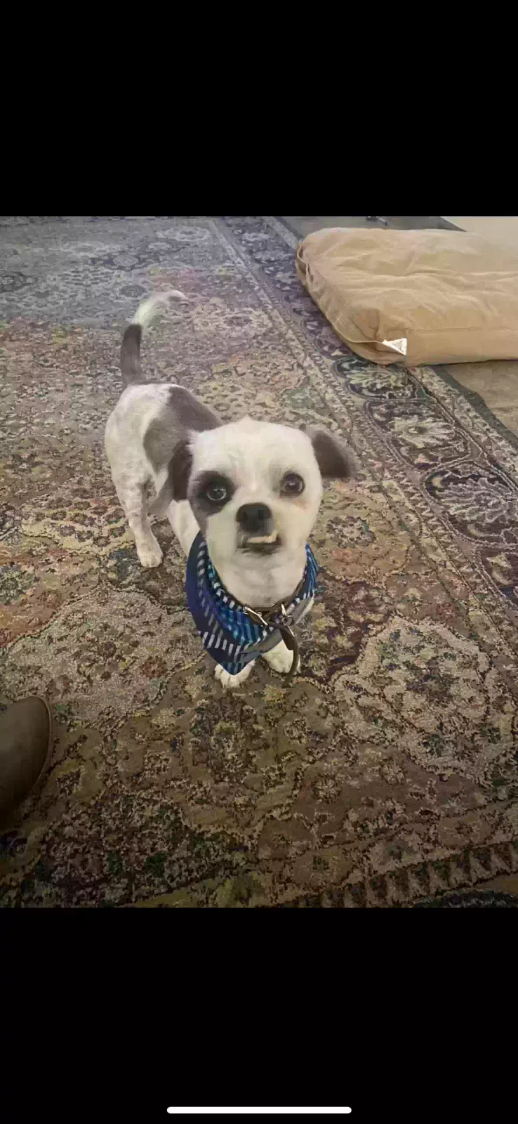 Lost dog in Rio Rancho, NM, 87144