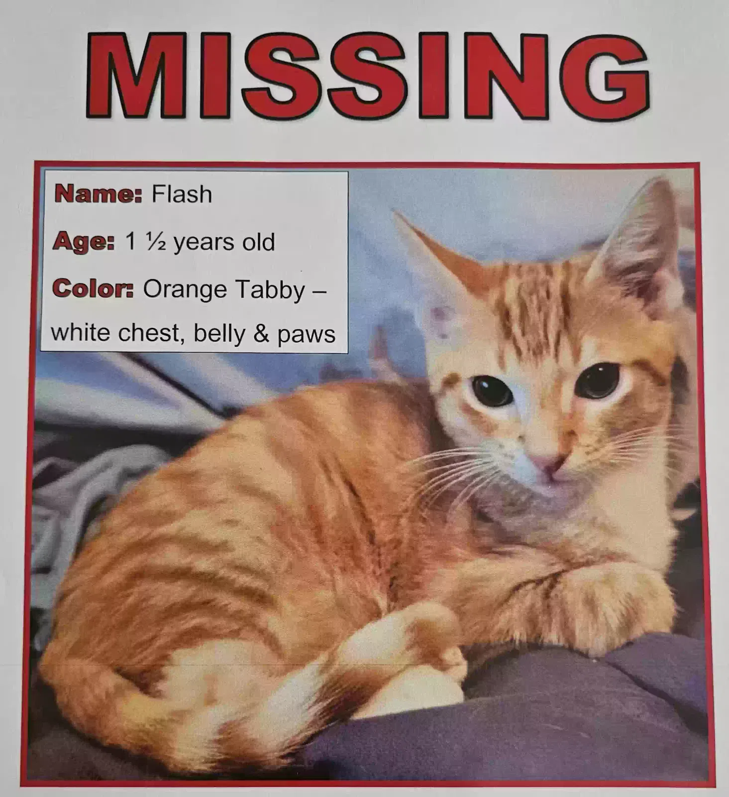 Lost cat in Melbourne, FL, 32935