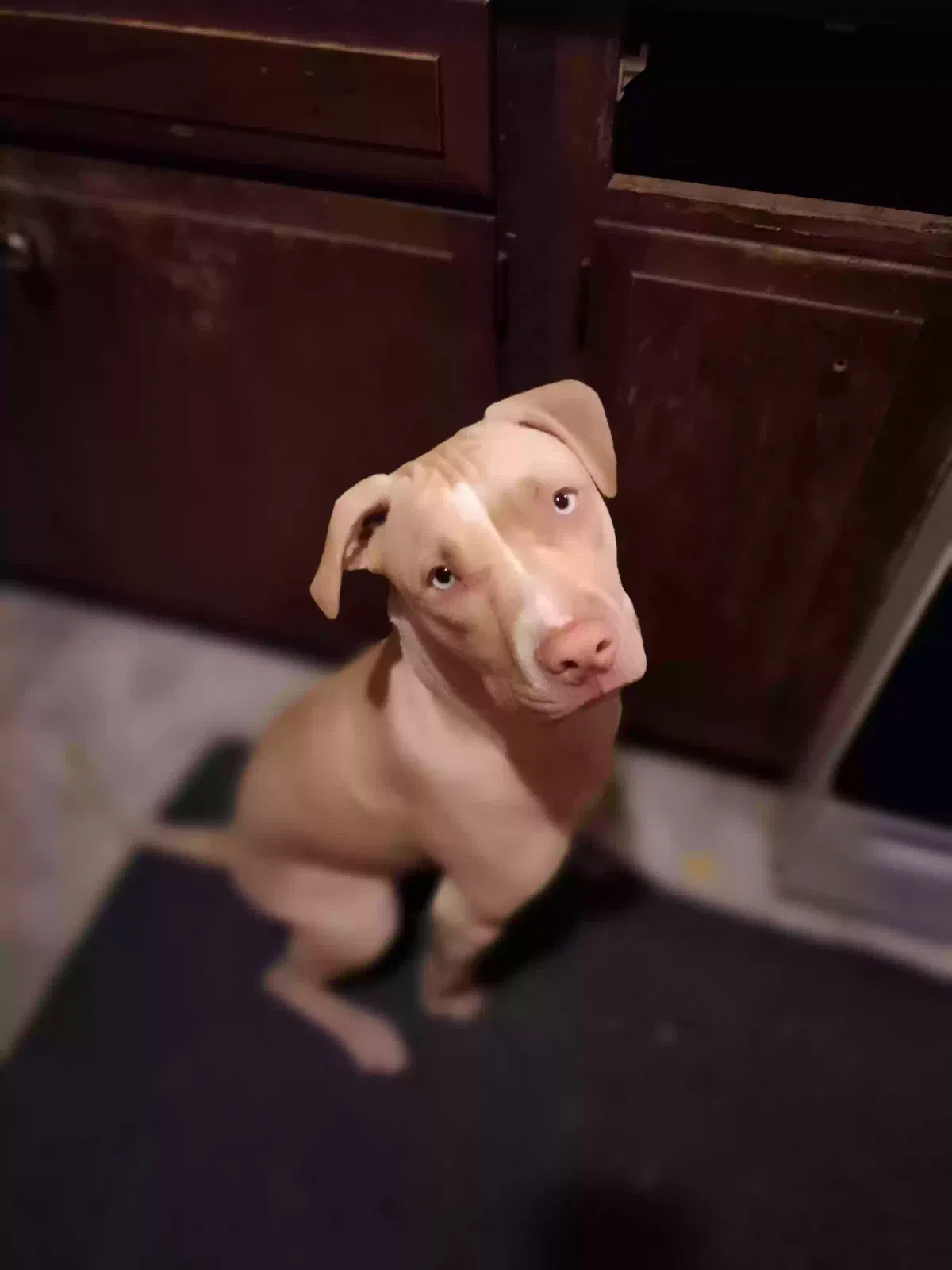 Lost dog in Pensacola, FL, 32507