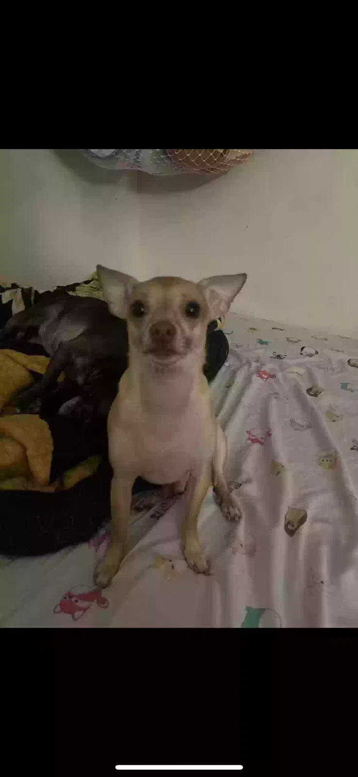 Lost dog in Lakeland, FL, 33815