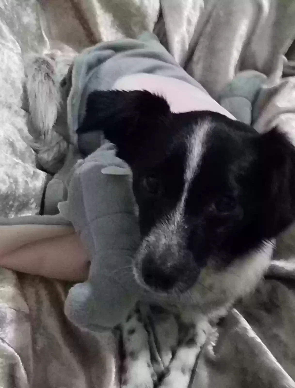 Lost dog in Plano, TX, 75024