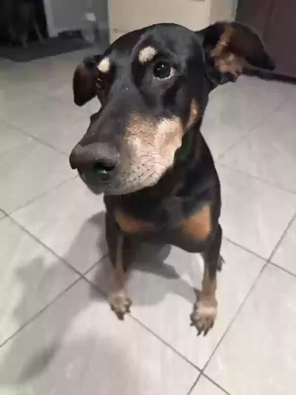 Lost dog in Dale, TX, 78616