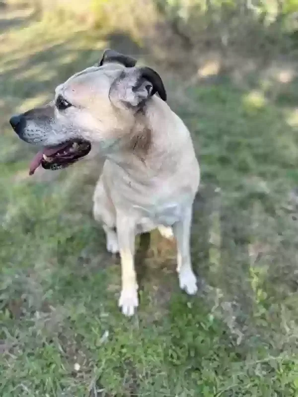 Lost dog in Dale, TX, 78616