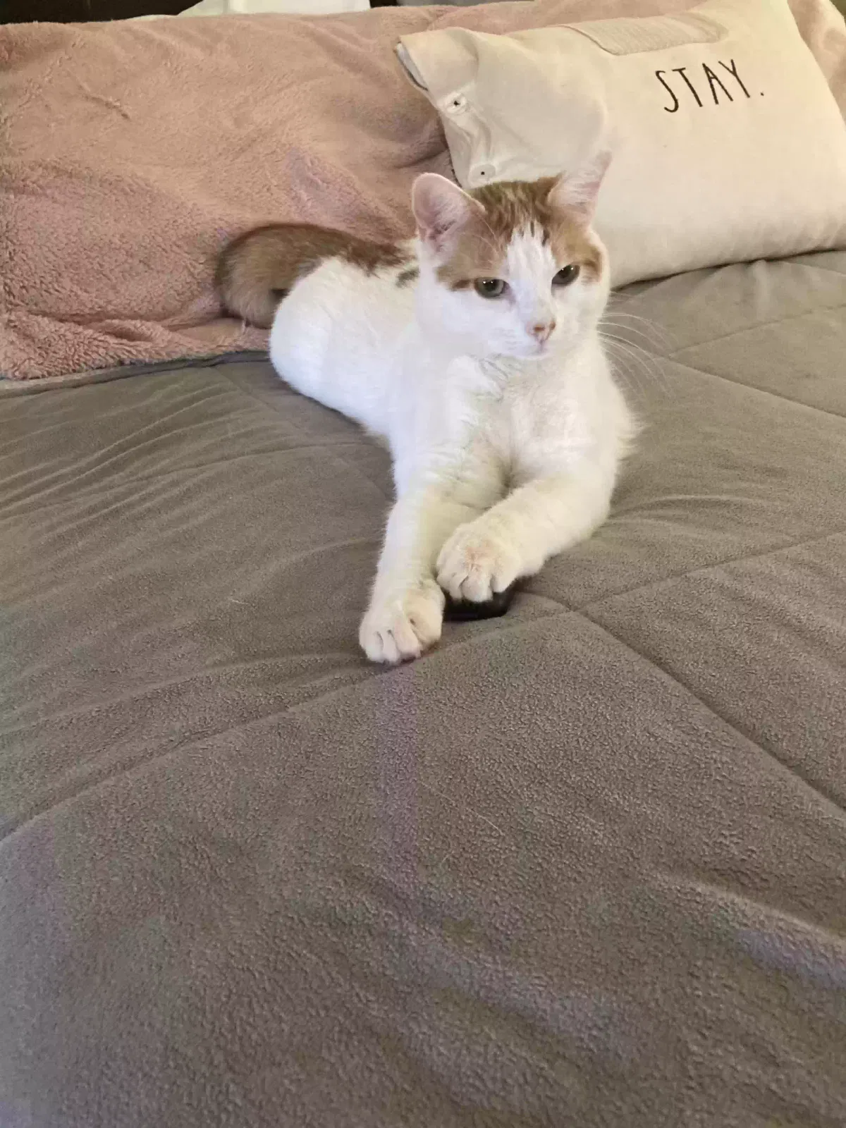 Lost cat in Sierra Vista, AZ, 85635