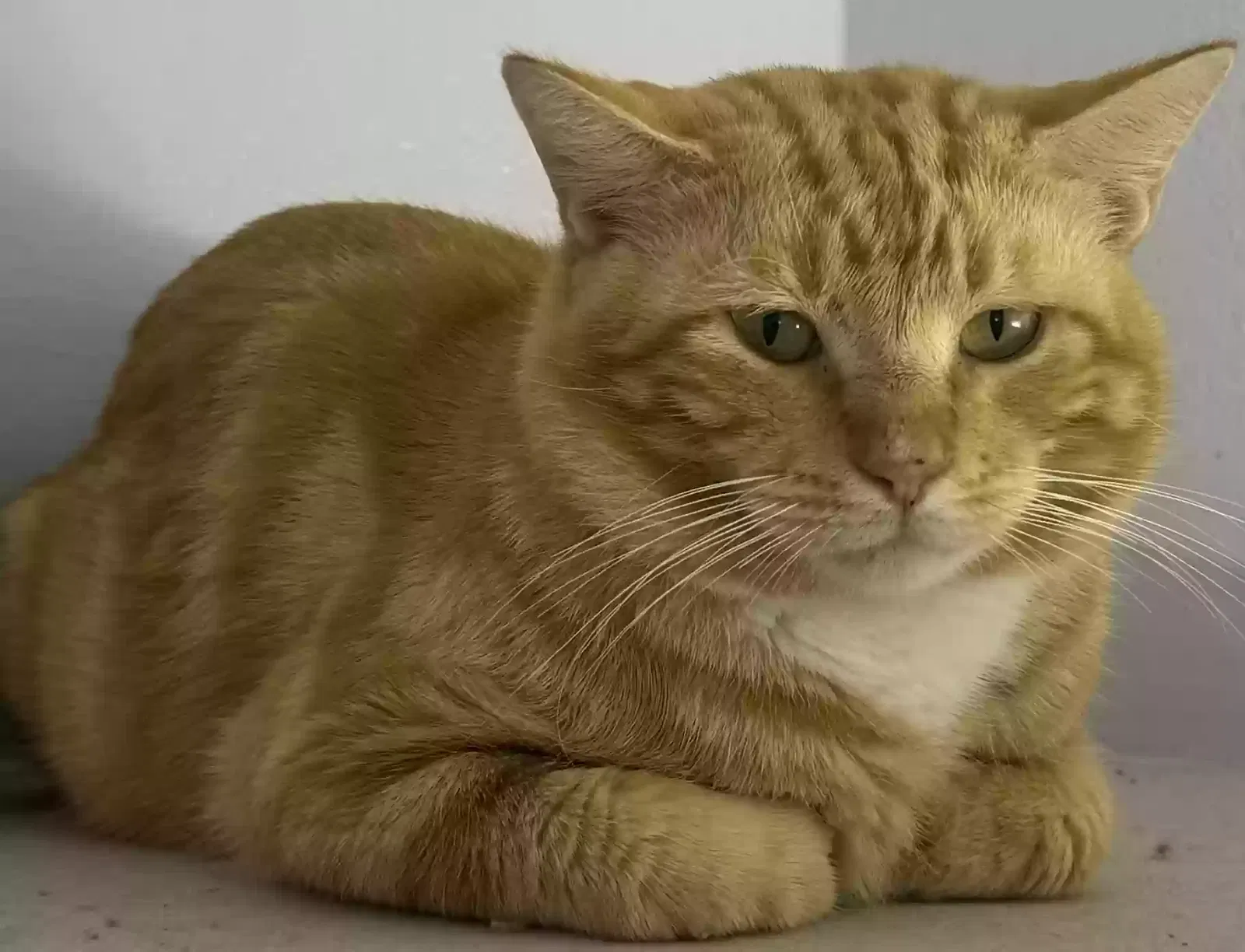 Found cat in Melbourne, FL, 32934