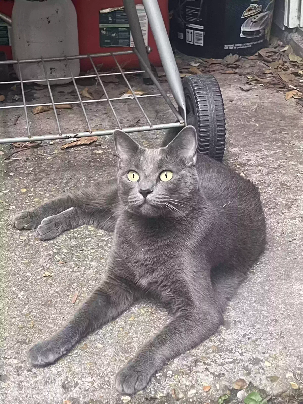 Lost cat in Unknown, LA, 70860
