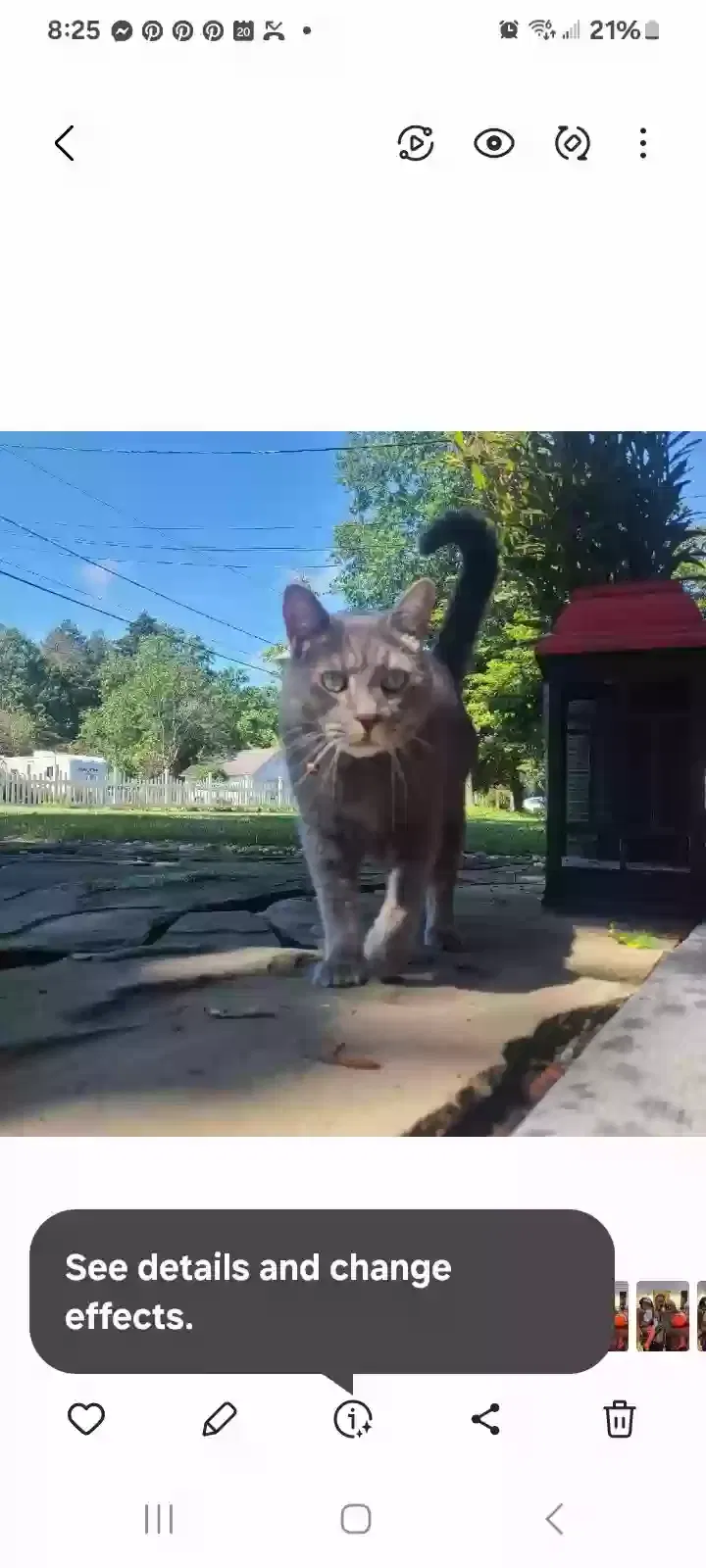 Lost cat in Somerset, NJ, 8873