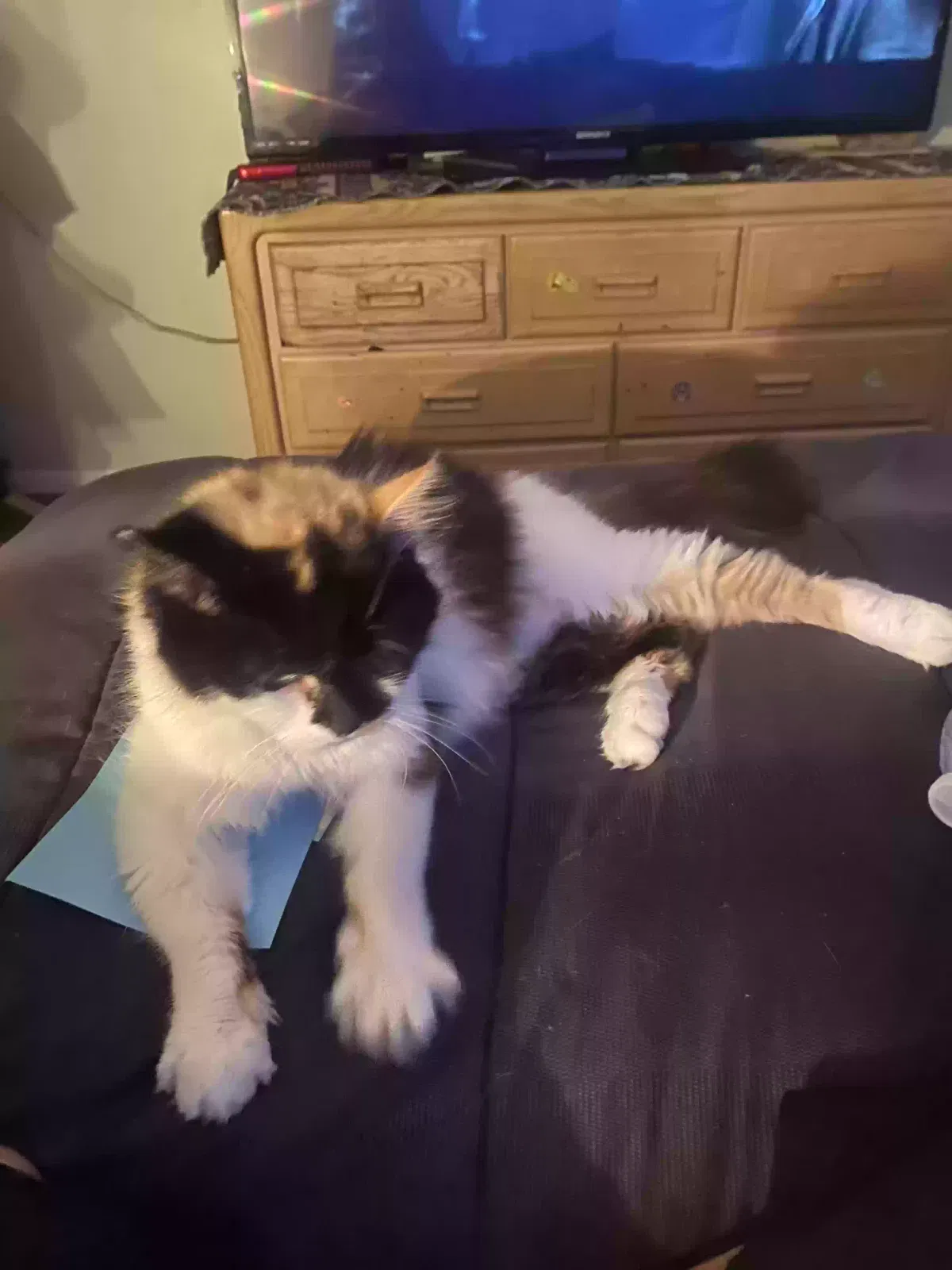 Lost cat in Medina, OH, 44256