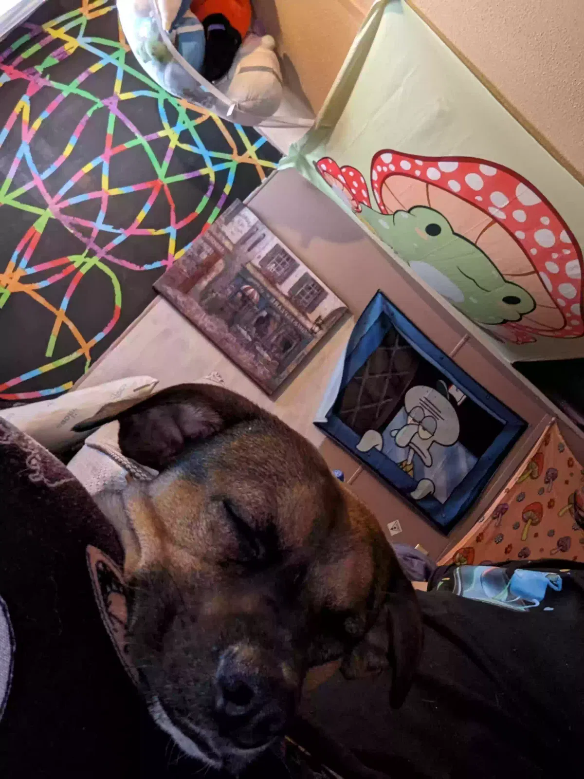 Lost dog in Gaston, SC, 29053