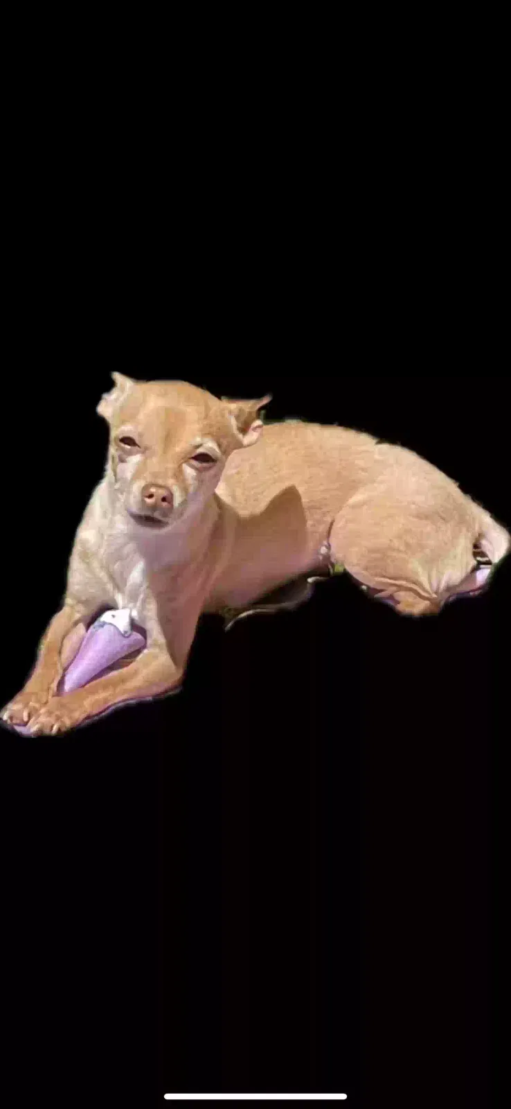 Lost dog in Sacramento, CA, 95823