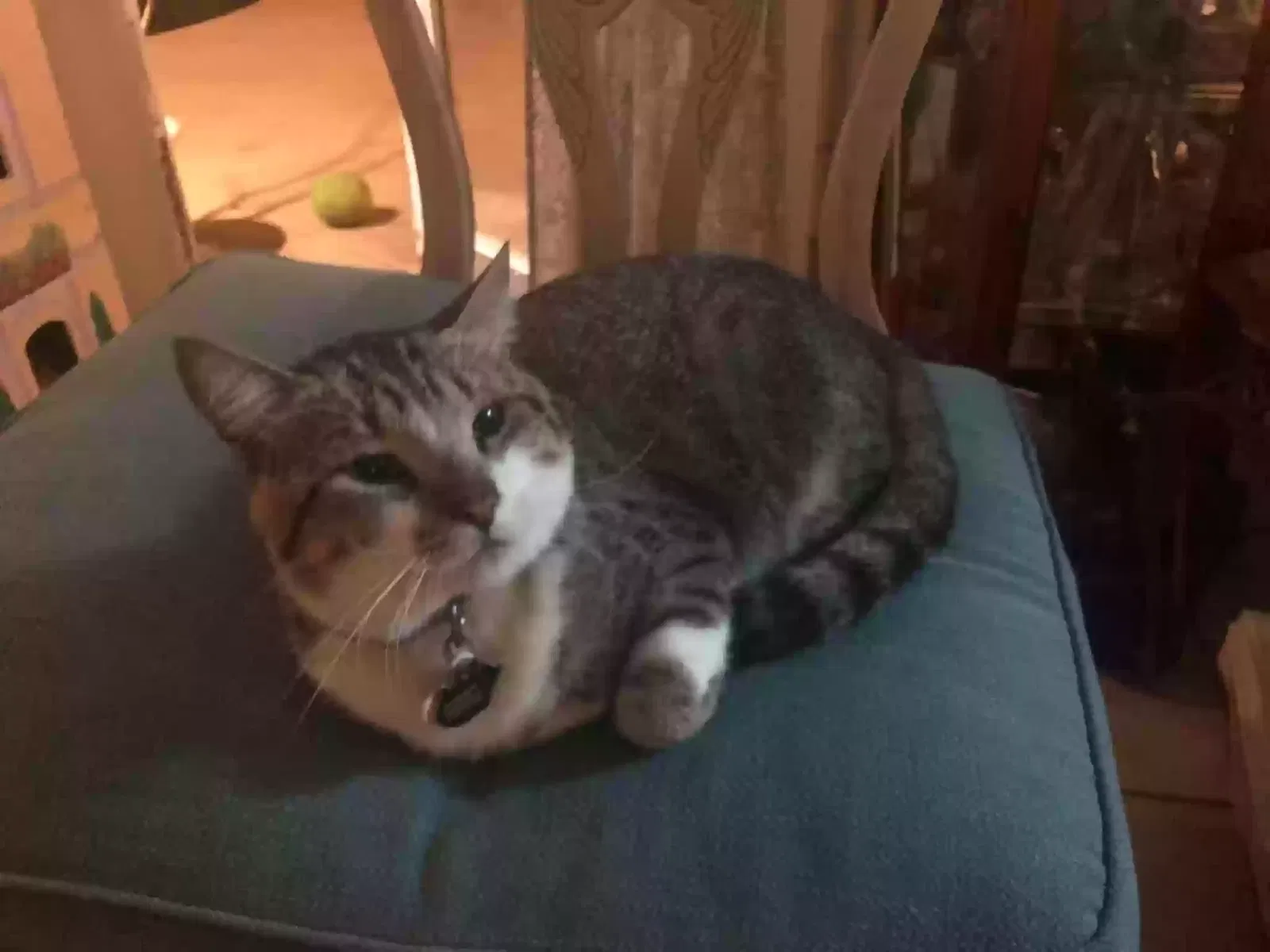 Lost cat in Port Orange, FL, 32127