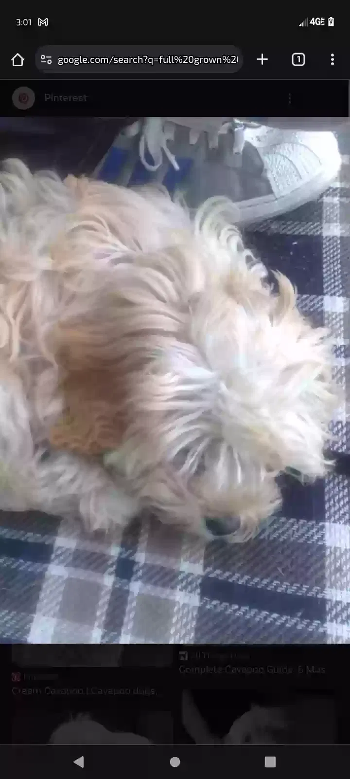 Lost dog in Tracy, CA, 95304
