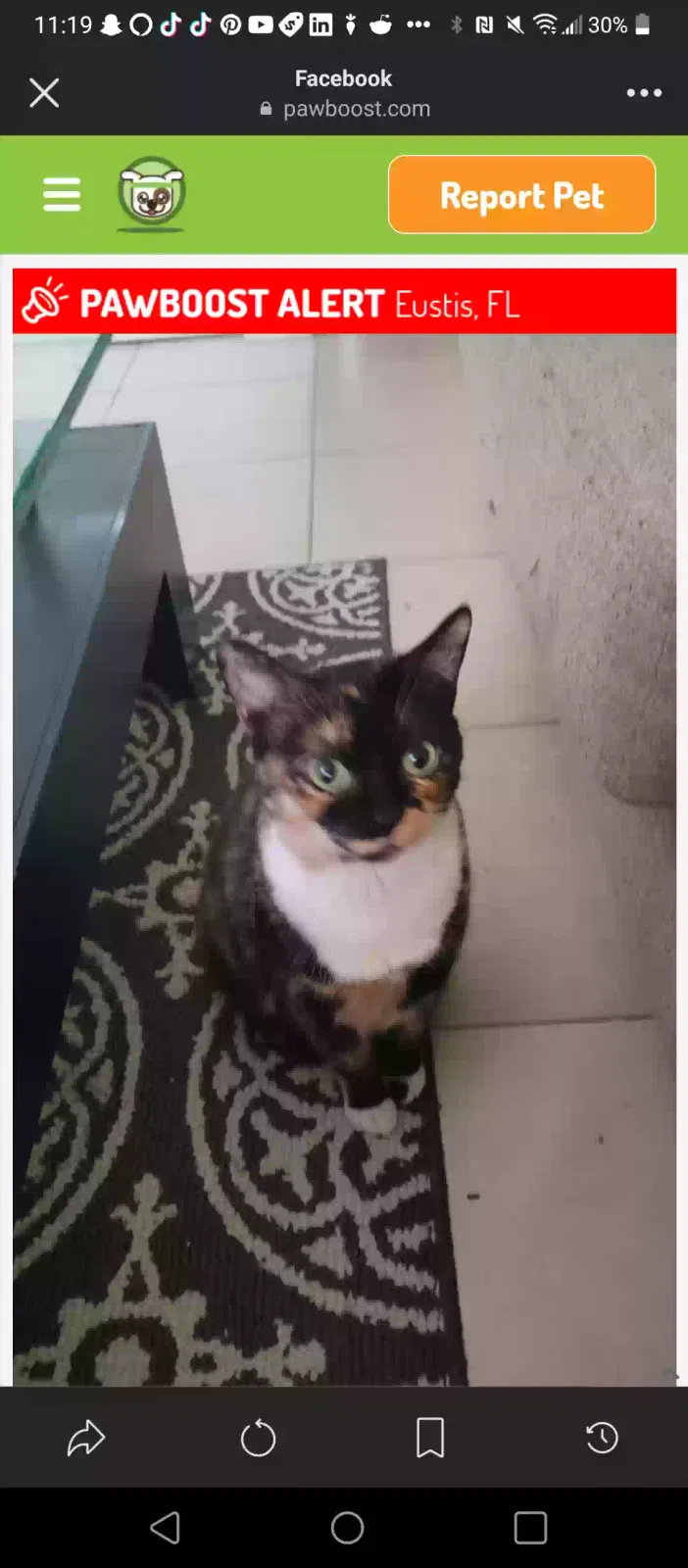 Lost cat in Eustis, FL, 32726