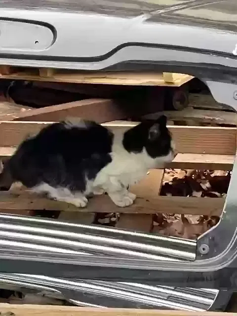 Found cat in Elkridge, MD, 21075