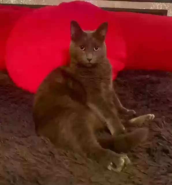 Lost cat in Pasadena, TX, 77506