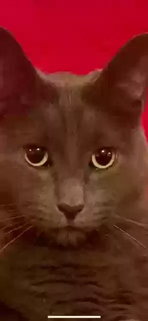Lost cat in Pasadena, TX, 77506