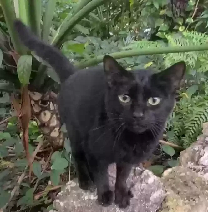 Found cat in Valrico, FL, 33594