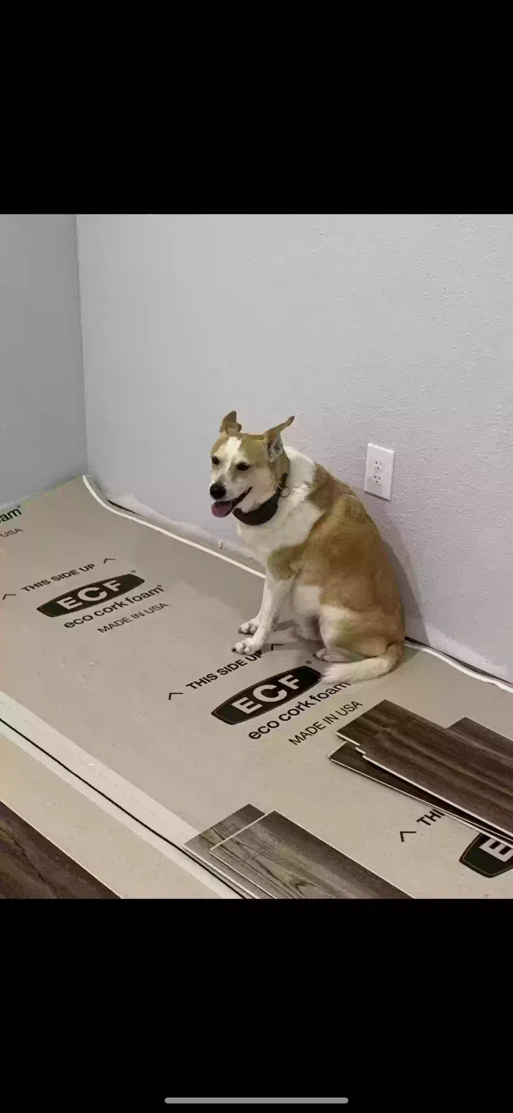 Lost dog in Benton, AR, 72019