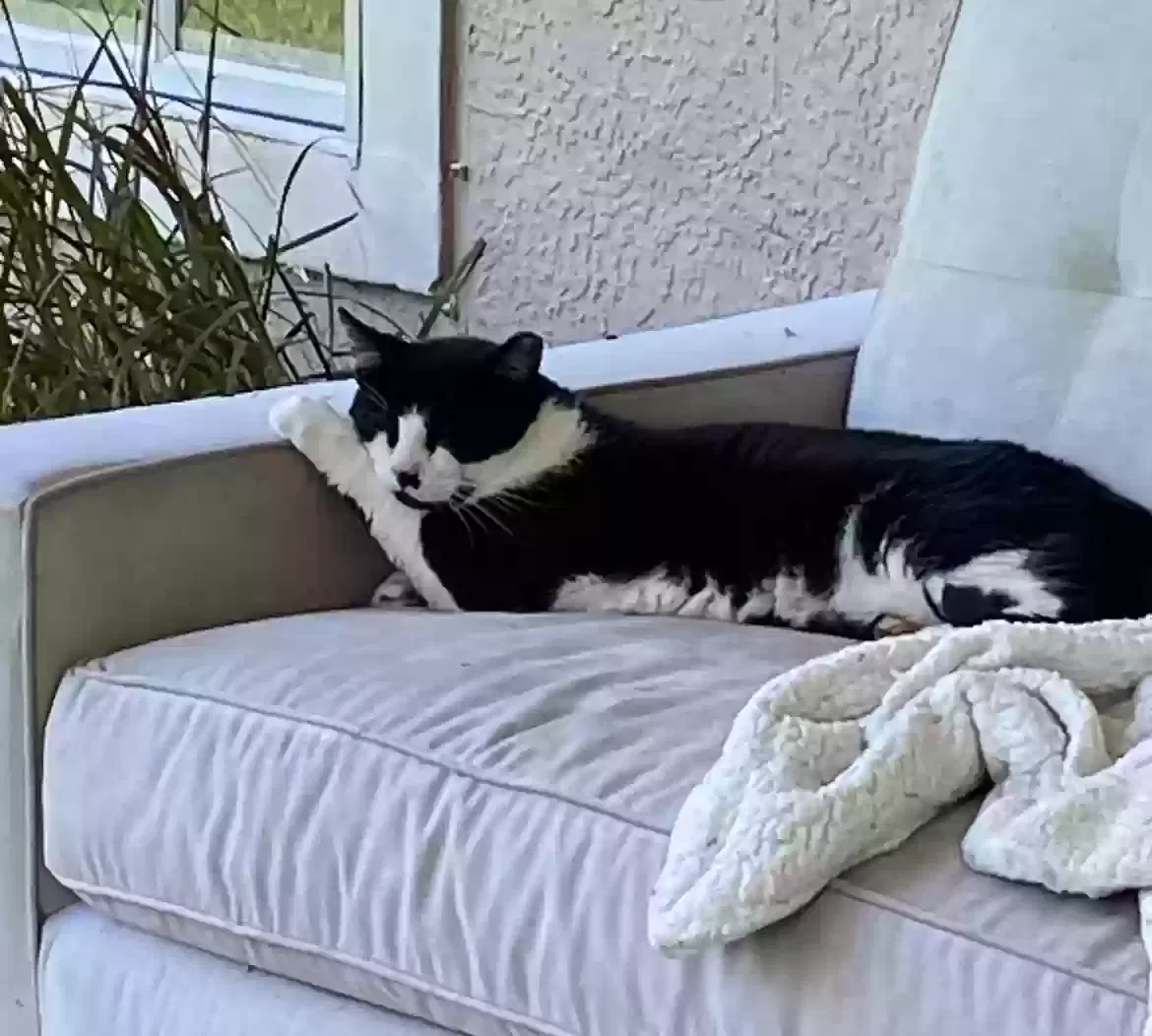 Lost cat in Palm Bay, FL, 32907
