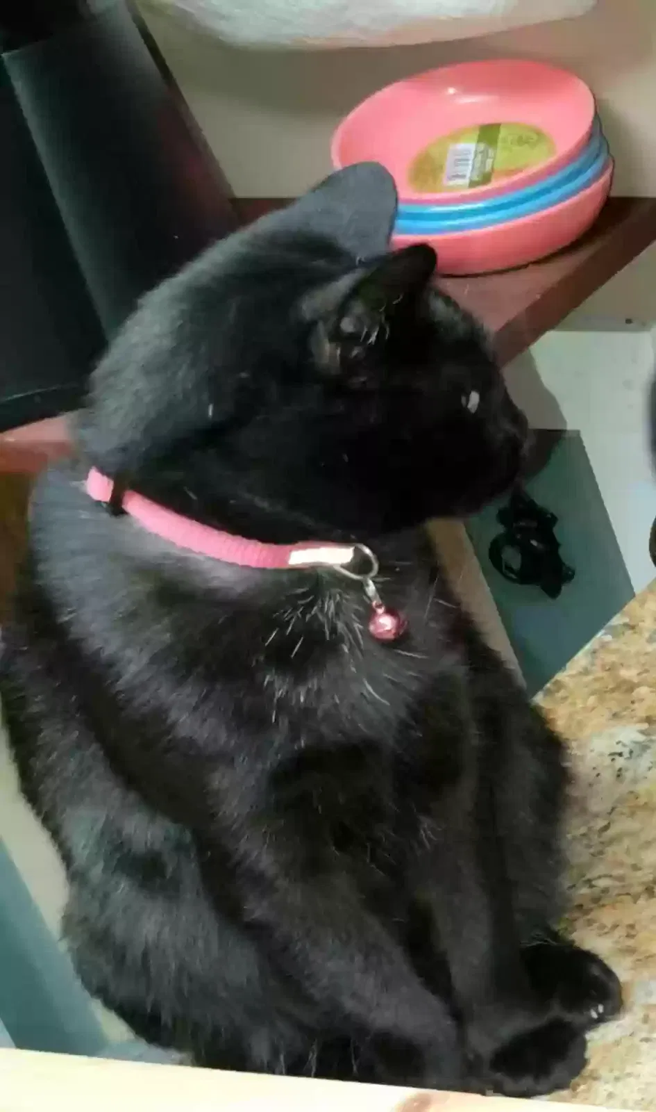 Lost cat in Monroe, OH, 45050