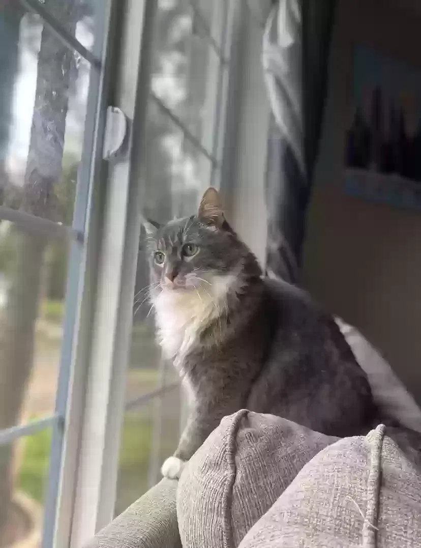 Lost cat in Graham, WA, 98338